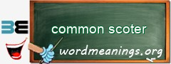 WordMeaning blackboard for common scoter